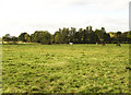 Horses in a field at Ballinteggart