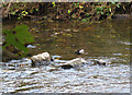 Dipper on the Afon Gwaun