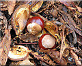 TG2905 : Conkers by Evelyn Simak