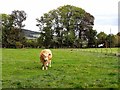 Bull at Howden Farm