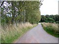 Poplar trees, Blairgowrie