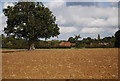 Tree in a ploughed field, Leigh