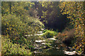 Sunlight filtered through the trees beside the River Leam