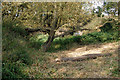 Silted oxbow beside the River Leam near Eathorpe Park