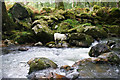 River Plym, Shaugh Bridge