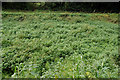 Lagan navigation restoration (10)