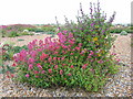 Reds on Shoreham Beach