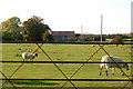 Looking west from the track to Stapenhall Farm