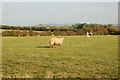 Sheep beside the track to Stapenhall Farm