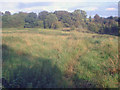 Meadow at Swannington Common