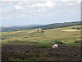 Panorama of Westburnhope Moor with heather in bloom (13: North of E - Moss Hill)