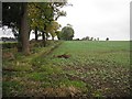 Oilseed rape, Wester Gellet