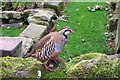 Partridge in the garden of Keepers Cottage