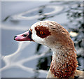 Egyptian Goose