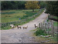 Stone Drive, leading to Morkery Woods