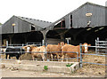 Bullocks on Salamanca Farm