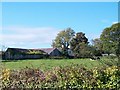 Cattle at Glan Lleiniog