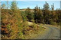 NX3785 : Autumn Colours In Kirriereoch Forest by Mary and Angus Hogg
