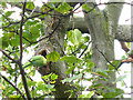 Greenwich Park: parakeet