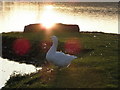 Wildlife on Kernan Lake near Gilford