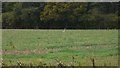 Grey heron in field south of Loxwood