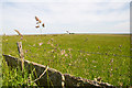 Flagstone Fence near Moss of Tain