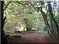 Footpaths cross at the corner of Pavis Wood