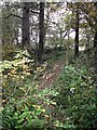 Woodland beside the Stirling and Dunfermline Railway