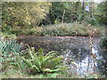 Pond near the entrance to Crimbourne House and Stud Farm