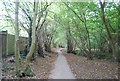 The Pen Stream woodland Path