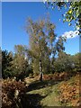 Silver birch, Hightown Common