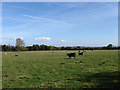 TQ3615 : Denshire Field by Simon Carey