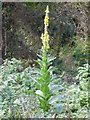 SX9049 : Aaron's Rod, Verbascum thapsus, near Brownstone Battery by Tom Jolliffe