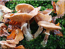 J4681 : Fungus, Crawfordsburn Glen (30) by Albert Bridge