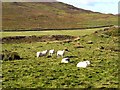 Rams in the Ettrick valley