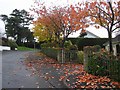 Autumn leaves, Omagh