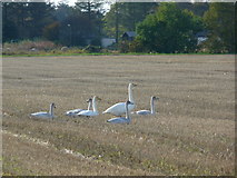 NH8176 : Whooper Swan family, Balinroich. by sylvia duckworth