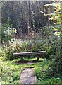 SO9580 : Deep in Uffmoor Wood - a welcome sight by P L Chadwick