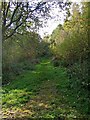 SO9580 : Path to the edge of Uffmoor Wood by P L Chadwick