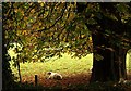 Sheep near Collipriest