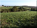 Meadow at Whiddon Down