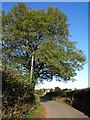 Tree, Tollhouse Cross