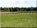 Mixed farming, West Tullyfergus