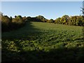 Meadow near Mill Farm