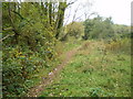 Path in Alder Coppice woods