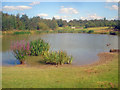 Pond at Colliers Wood