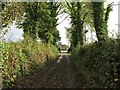 S5655 : Treelined Lane by kevin higgins
