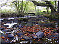 River Ogden in Autumn