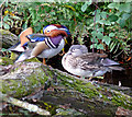 A pair of Mandarin ducks