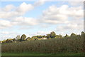 Apple orchard at Little Gorsley, Herefordshire